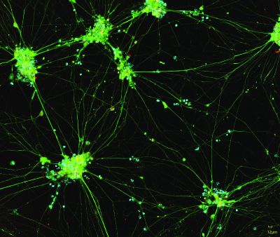 Sensory Neurons ICC Image