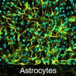 iPSC-derived Astrocytes