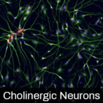 iPSC-derived Cholinergic Neurons