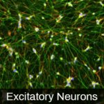 iPSC-derived Excitatory Neurons