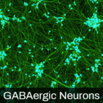 iPSC-derived GABAergic Neurons