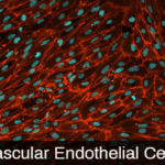 iPSC-derived Vascular Endothelial Cells