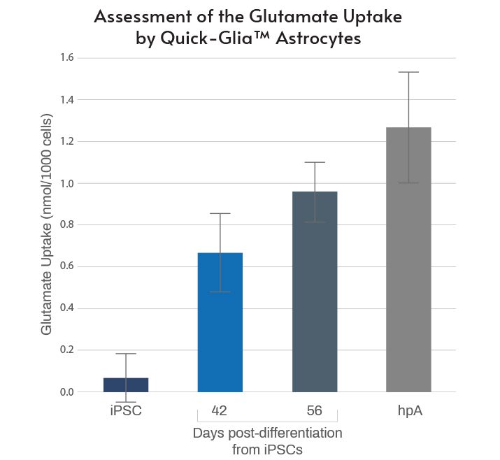 iPSC-derived Astrocyte Glutamate Uptake Assay