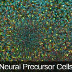 iPSC-derived Neural Precursor Cells
