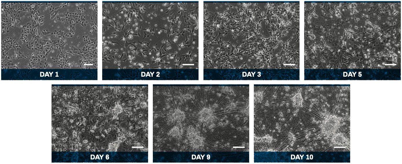 DA-mRNA-L_phase-contrast