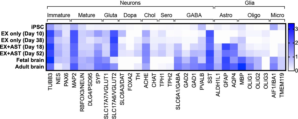 EX-SeV-RNASeq