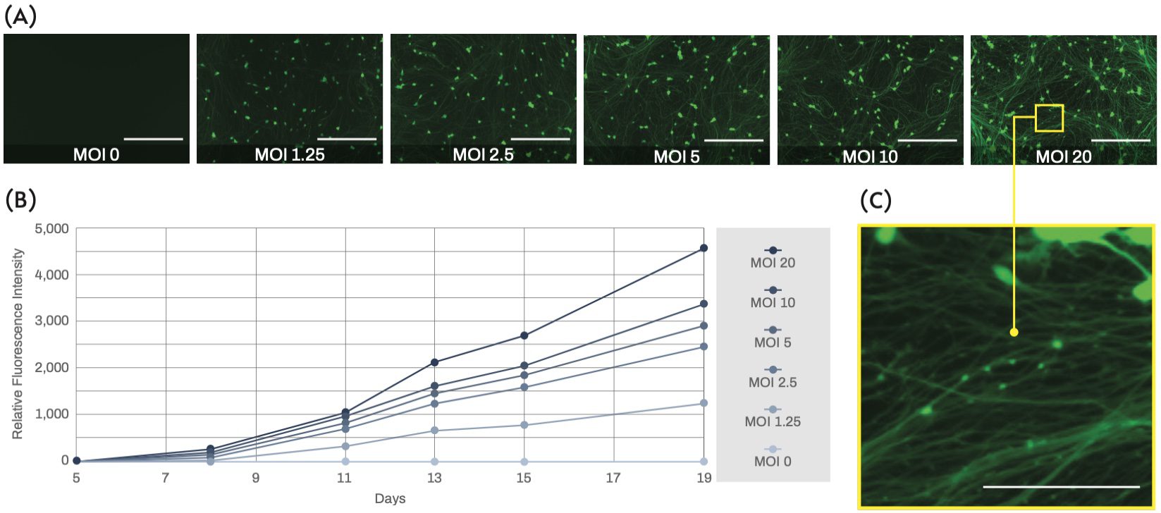 Visualizing Neurite Outgrowth by Lentiviral Transduction of Fluorescent Proteins into Human iPSC-derived Excitatory Neurons