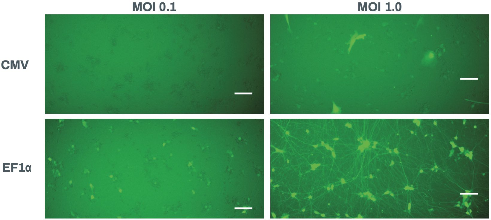 Visualizing Neurite Outgrowth by Lentiviral Transduction of Fluorescent Proteins into Human iPSC-derived Excitatory Neurons