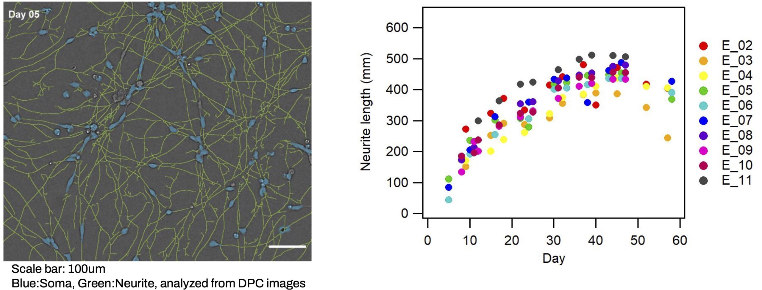 neurite length analysis