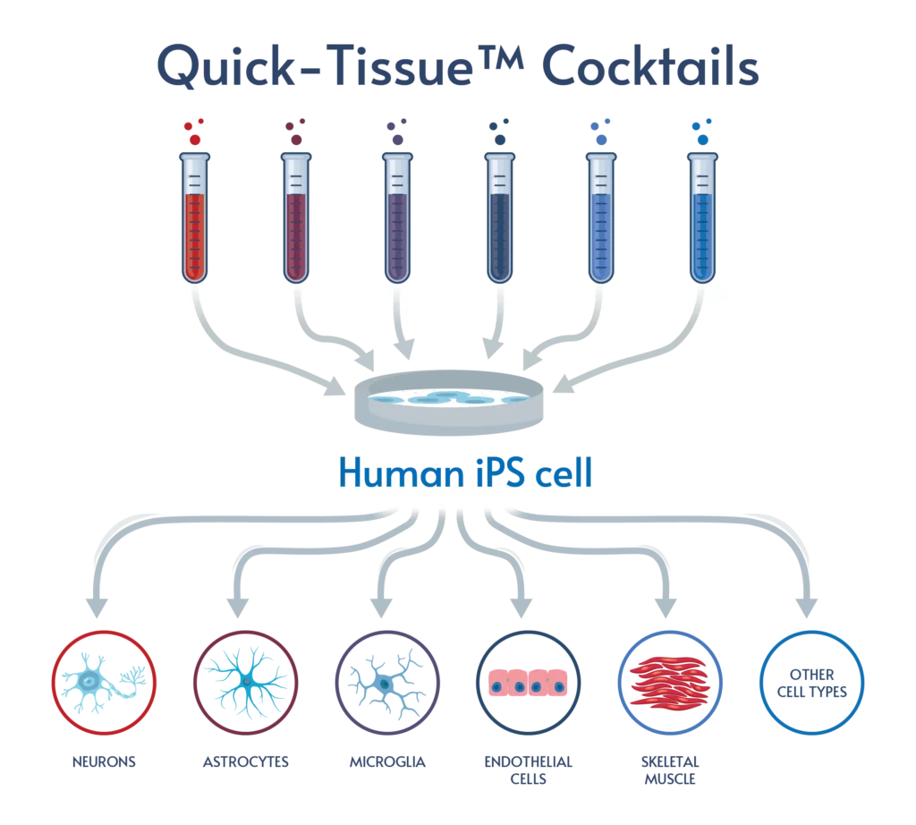 Functional iPSC-derived cells in any lab. Faster. Easier.