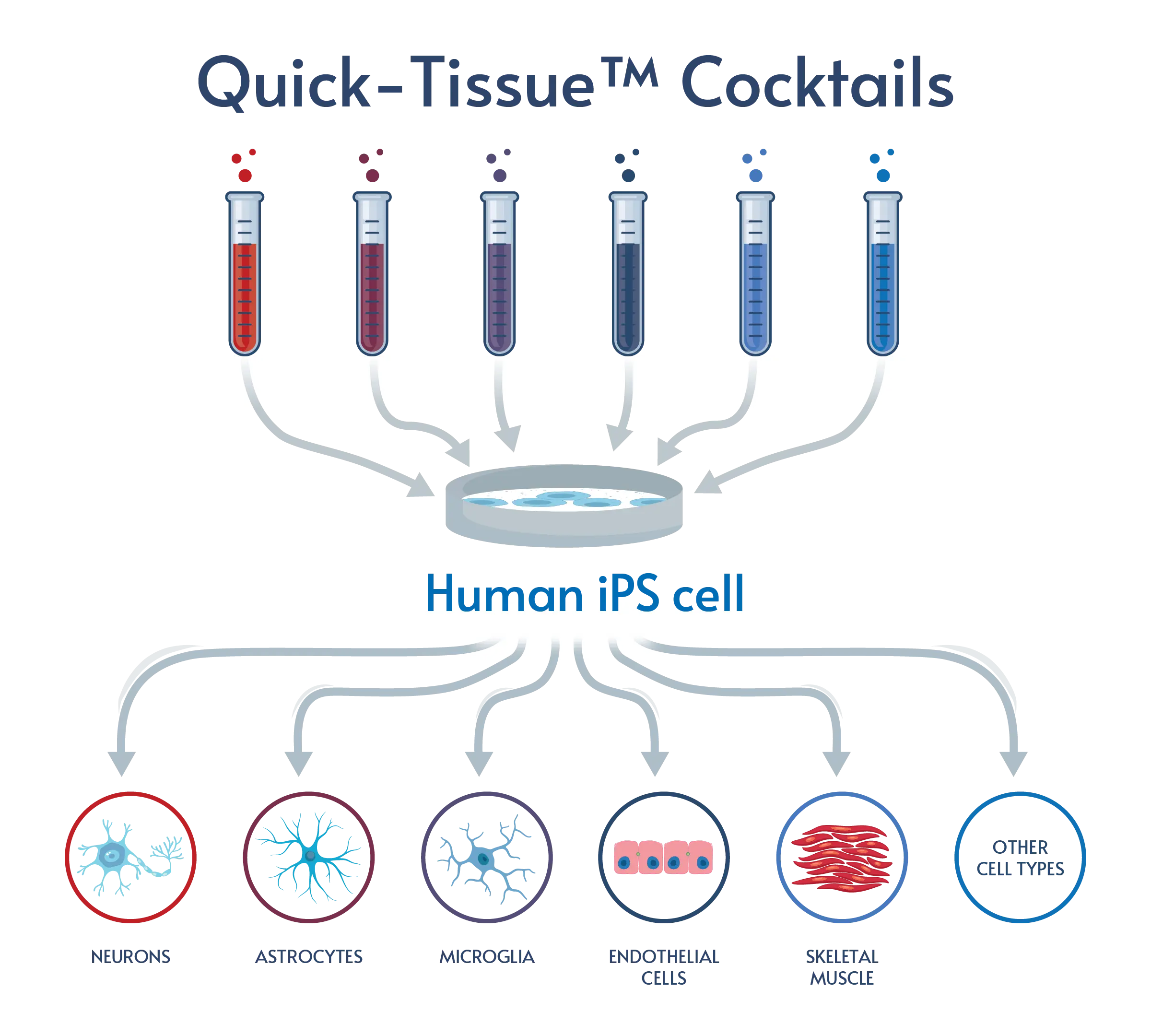 Functional iPSC-derived cells in any lab. Faster. Easier.